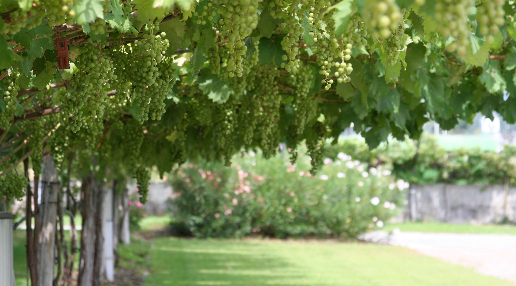 Closeup of green grapes in vineyard