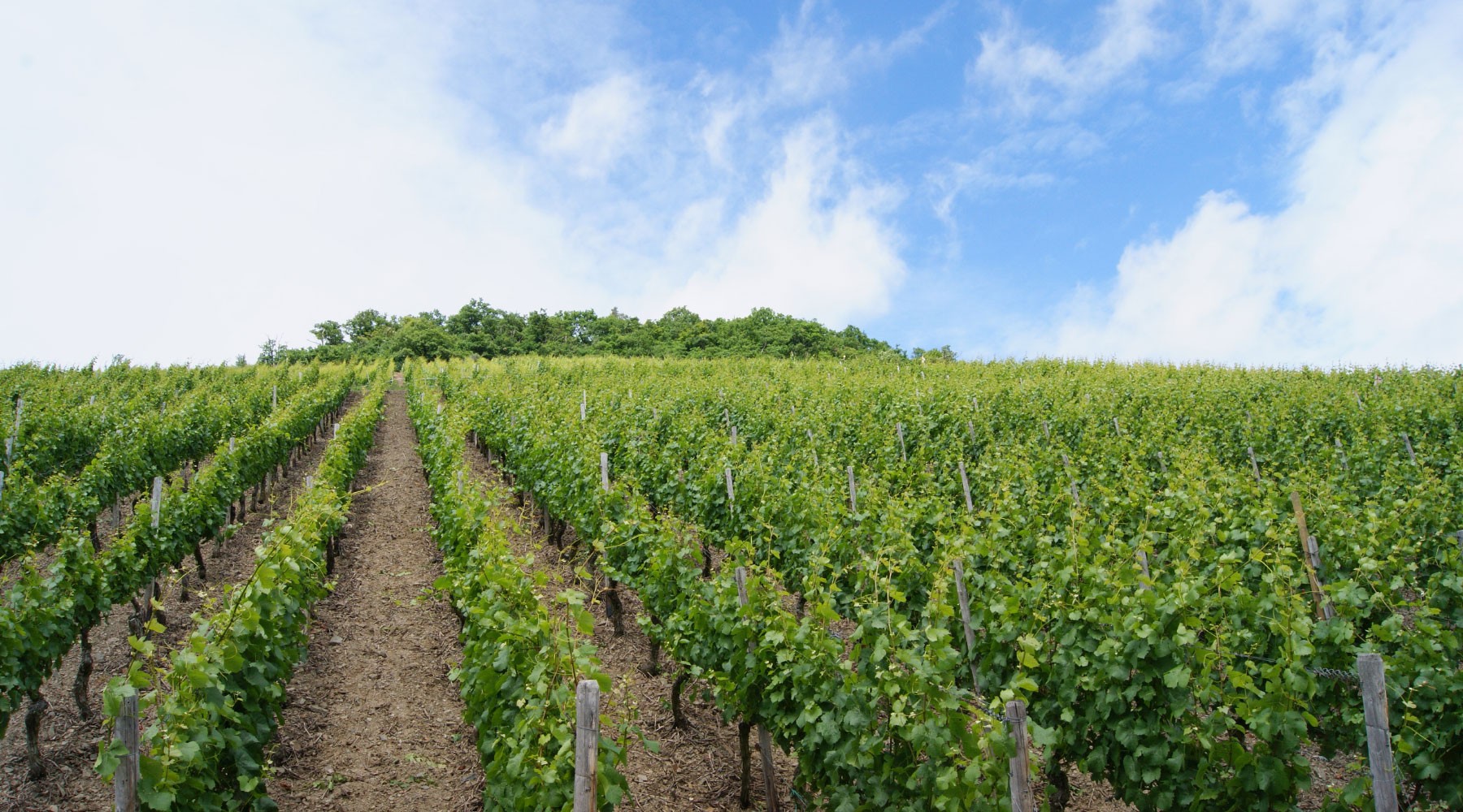 Wide angle view of vineyard